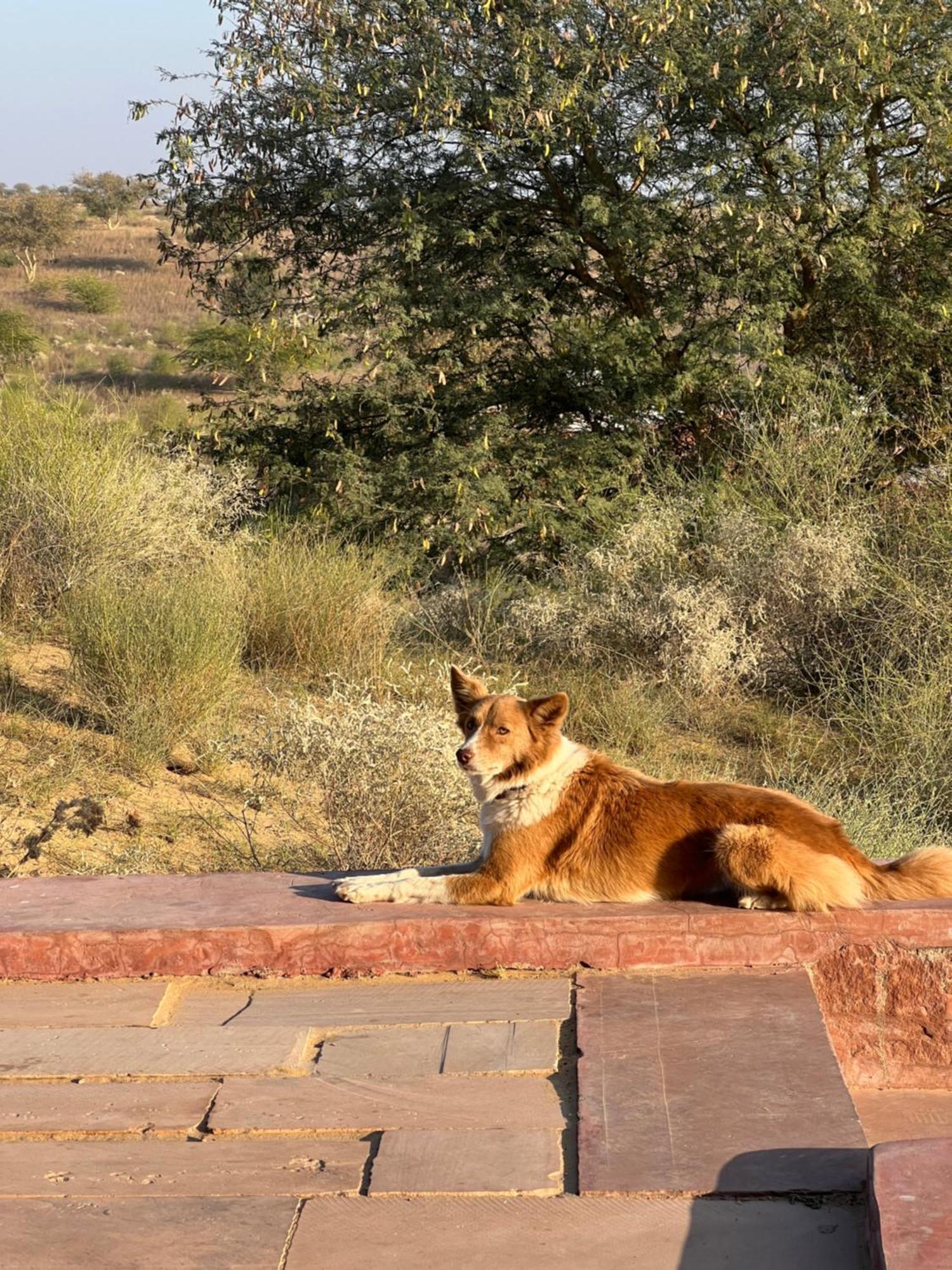 Kaner Retreat - India'S First Desert Botanical Resort Shaitrāwa Exteriér fotografie